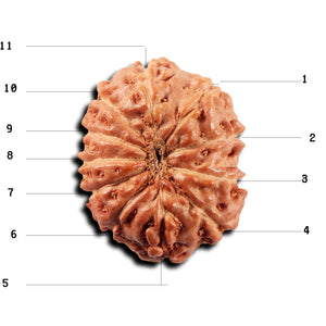 11 Mukhi Indonesian Rudraksha - Bead No. 269