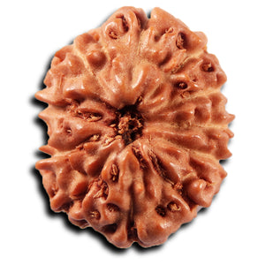 11 Mukhi Indonesian Rudraksha - Bead No. 269