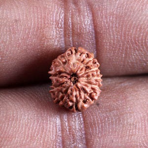 11 Mukhi Indonesian Rudraksha - Bead No. 269