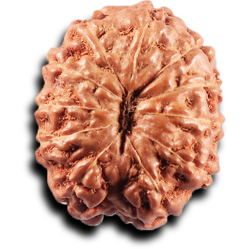 11 Mukhi Indonesian Rudraksha - Bead No.271