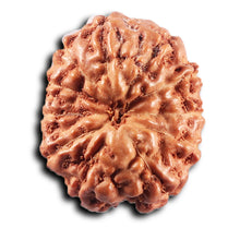 Load image into Gallery viewer, 11 Mukhi Indonesian Rudraksha - Bead No.271
