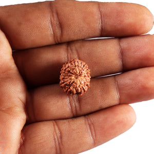 11 Mukhi Indonesian Rudraksha - Bead No.271