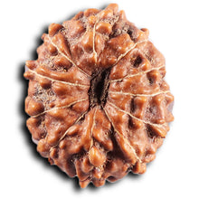 Load image into Gallery viewer, 11 Mukhi Indonesian Rudraksha - Bead No. 273
