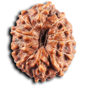 11 Mukhi Indonesian Rudraksha - Bead No. 273