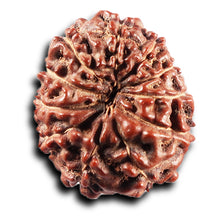 Load image into Gallery viewer, 11 Mukhi Indonesian Rudraksha - Bead No. 273
