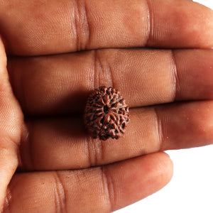 11 Mukhi Indonesian Rudraksha - Bead No. 273