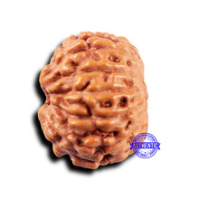 Load image into Gallery viewer, 11 Mukhi Indonesian Rudraksha - Bead No.227
