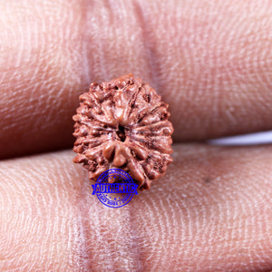 11 Mukhi Indonesian Rudraksha - Bead No.228