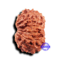 Load image into Gallery viewer, 11 Mukhi Indonesian Rudraksha - Bead No.228
