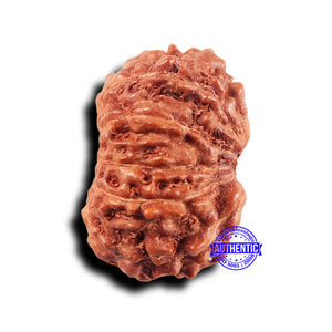 11 Mukhi Indonesian Rudraksha - Bead No.228