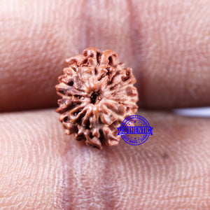 11 Mukhi Indonesian Rudraksha - Bead No.229