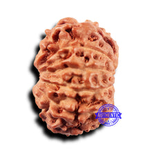 Load image into Gallery viewer, 11 Mukhi Indonesian Rudraksha - Bead No.229
