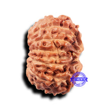 Load image into Gallery viewer, 11 Mukhi Indonesian Rudraksha - Bead No.229
