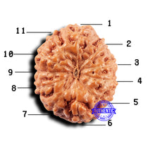 Load image into Gallery viewer, 11 Mukhi Indonesian Rudraksha - Bead No.230
