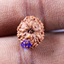 Load image into Gallery viewer, 11 Mukhi Indonesian Rudraksha - Bead No.230
