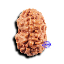 Load image into Gallery viewer, 11 Mukhi Indonesian Rudraksha - Bead No.230
