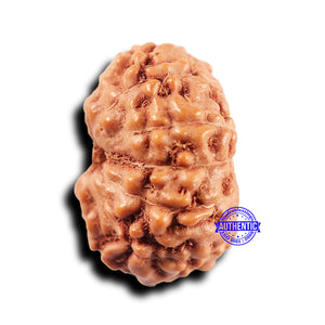 11 Mukhi Indonesian Rudraksha - Bead No.230