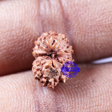 Load image into Gallery viewer, 11 Mukhi Indonesian Rudraksha - Bead No.231
