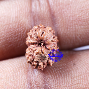 11 Mukhi Indonesian Rudraksha - Bead No.231