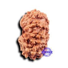 Load image into Gallery viewer, 11 Mukhi Indonesian Rudraksha - Bead No.231
