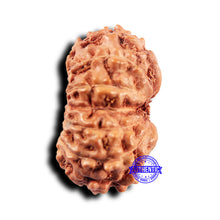 Load image into Gallery viewer, 11 Mukhi Indonesian Rudraksha - Bead No.231
