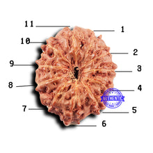 Load image into Gallery viewer, 11 Mukhi Indonesian Rudraksha - Bead No.232
