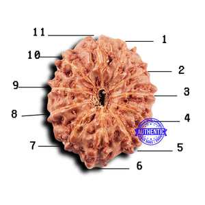 11 Mukhi Indonesian Rudraksha - Bead No.232