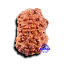 Load image into Gallery viewer, 11 Mukhi Indonesian Rudraksha - Bead No.232
