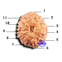 Load image into Gallery viewer, 11 Mukhi Indonesian Rudraksha - Bead No.234
