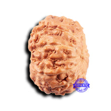 Load image into Gallery viewer, 11 Mukhi Indonesian Rudraksha - Bead No.234
