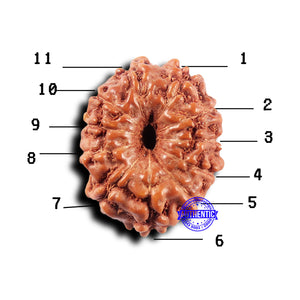 11 Mukhi Indonesian Rudraksha - Bead No.236