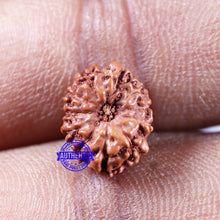 Load image into Gallery viewer, 11 Mukhi Indonesian Rudraksha - Bead No.236
