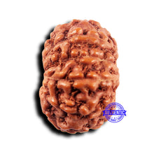 Load image into Gallery viewer, 11 Mukhi Indonesian Rudraksha - Bead No.237
