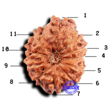 Load image into Gallery viewer, 11 Mukhi Indonesian Rudraksha - Bead No.238
