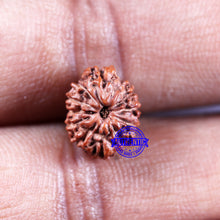 Load image into Gallery viewer, 11 Mukhi Indonesian Rudraksha - Bead No.238
