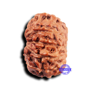 11 Mukhi Indonesian Rudraksha - Bead No.238