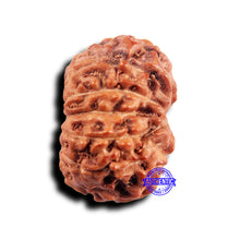 Load image into Gallery viewer, 11 Mukhi Indonesian Rudraksha - Bead No.238
