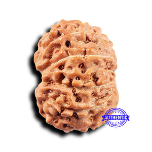 11 Mukhi Indonesian Rudraksha - Bead No.240