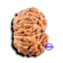 Load image into Gallery viewer, 11 Mukhi Indonesian Rudraksha - Bead No.240
