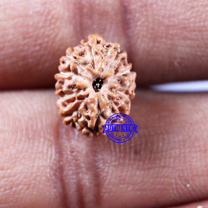 11 Mukhi Indonesian Rudraksha - Bead No.240