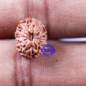 11 Mukhi Indonesian Rudraksha - Bead No.241