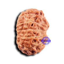 Load image into Gallery viewer, 11 Mukhi Indonesian Rudraksha - Bead No.241
