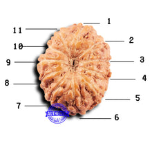 Load image into Gallery viewer, 11 Mukhi Indonesian Rudraksha - Bead No.242
