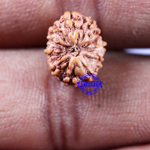 Load image into Gallery viewer, 11 Mukhi Indonesian Rudraksha - Bead No.242
