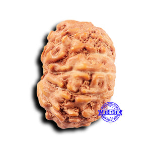 11 Mukhi Indonesian Rudraksha - Bead No.242