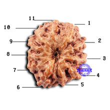 Load image into Gallery viewer, 11 Mukhi Indonesian Rudraksha - Bead No.243
