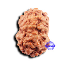 Load image into Gallery viewer, 11 Mukhi Indonesian Rudraksha - Bead No.243
