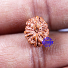 Load image into Gallery viewer, 11 Mukhi Indonesian Rudraksha - Bead No.244
