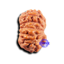 Load image into Gallery viewer, 11 Mukhi Indonesian Rudraksha - Bead No.244
