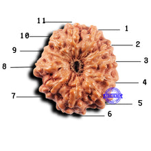 Load image into Gallery viewer, 11 Mukhi Indonesian Rudraksha - Bead No.245
